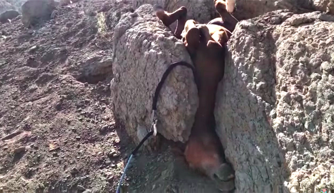 Image result for horse stuck between rocks