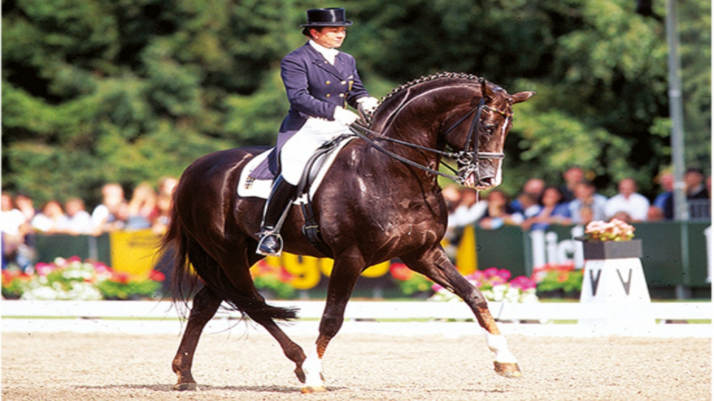 Top Dressage Horse Shows Its Moves During The Performance Horse Spirit