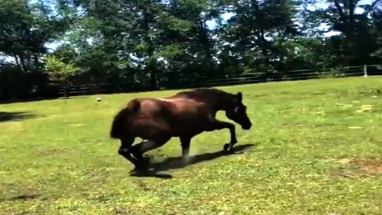 Playful, Smart And Social Horses In Action – Funny Video Compilation ...