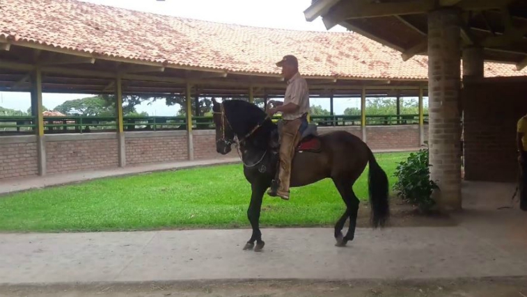 The Fast Gaits Of These Colombian Paso Fino Horses Are Incredible To ...