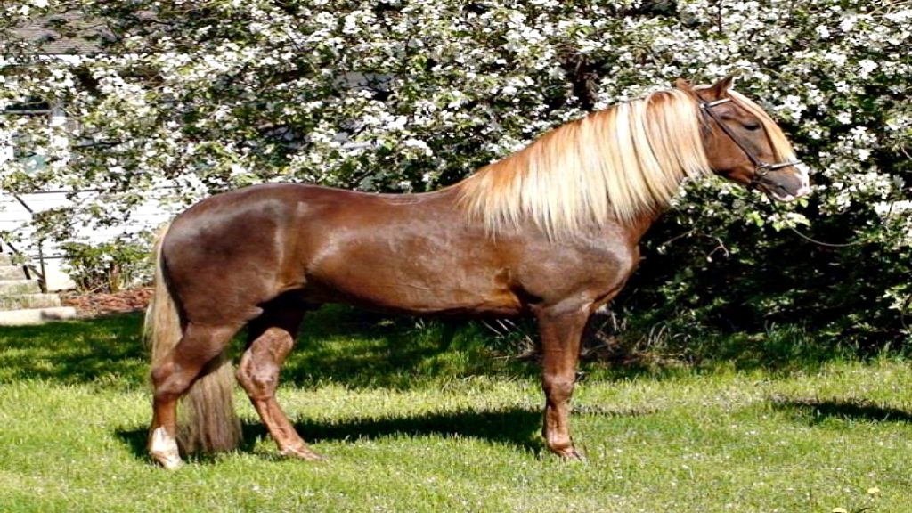 Peruvian Horse Showing Off His Moves Horse Spirit