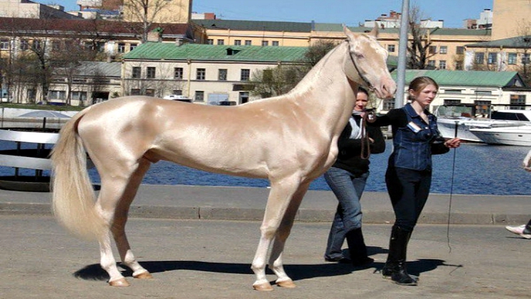 world-s-rarest-horse-breeds-ever-horse-spirit