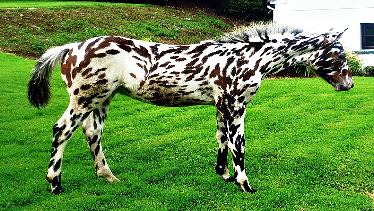 10 Of The Rarest Horse Breeds In The World Henspark Stories - Bank2home.com
