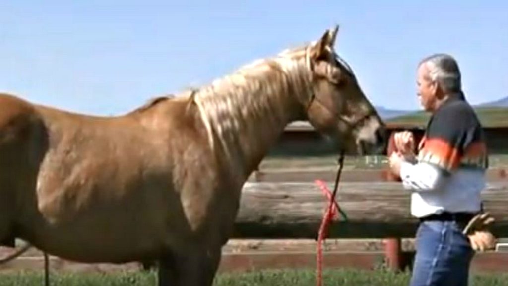 Teaching A Young Horse To Accept A Rider Using Special Techniques