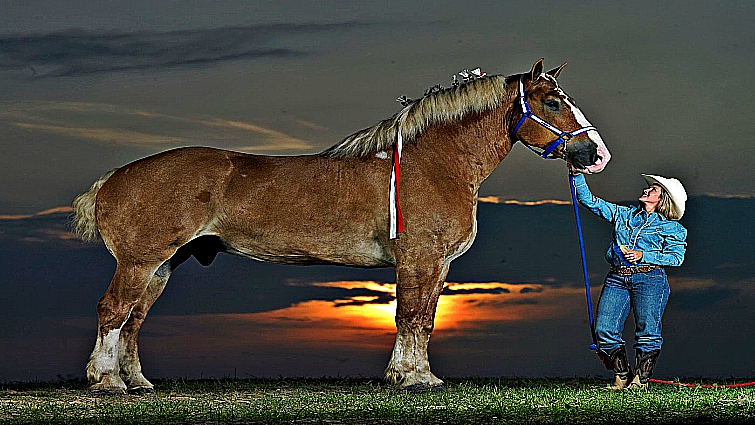 Top Ten Biggest Horses Our World Has Ever Had – Horse Spirit