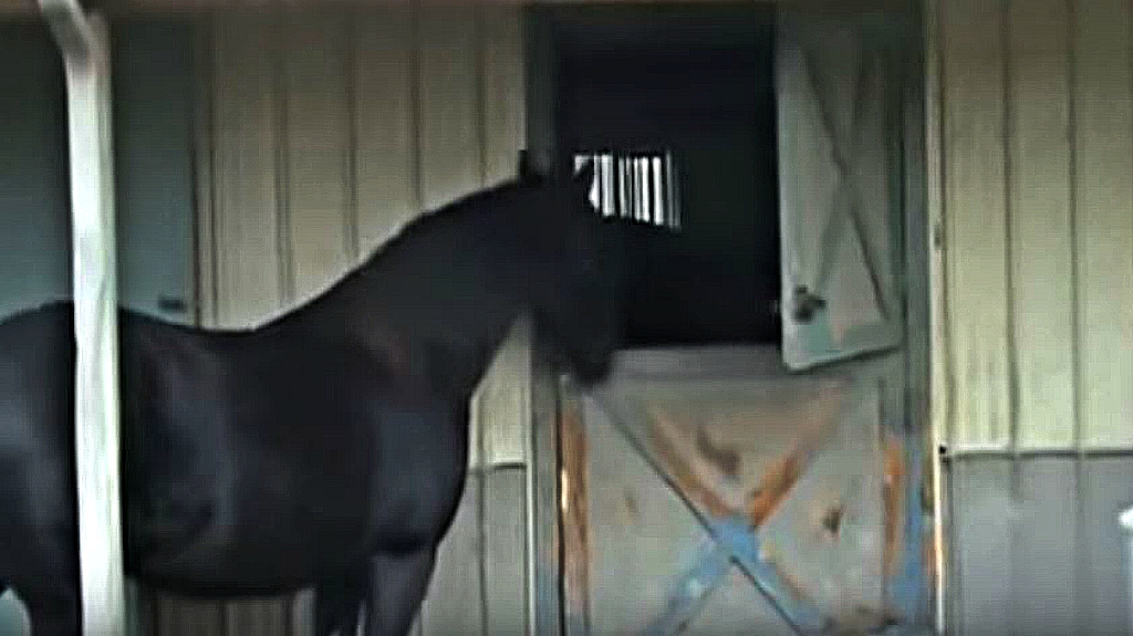 Horse Escapes From Stable And Frees His Friends As Well! Horse Spirit