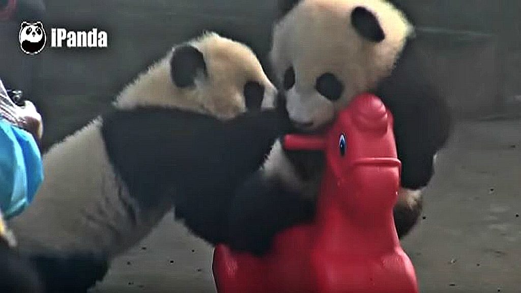 panda riding toy