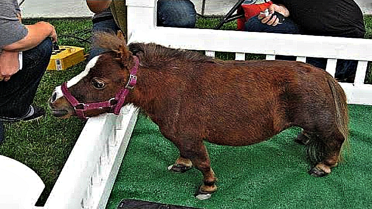 World Smallest Horse Thumbelina- Guinness Record Holder – Horse Spirit