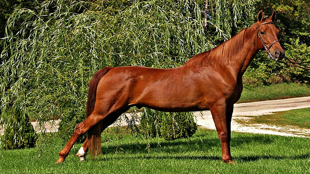 Unique and Versatile American Saddlebred Horse Horse Spirit