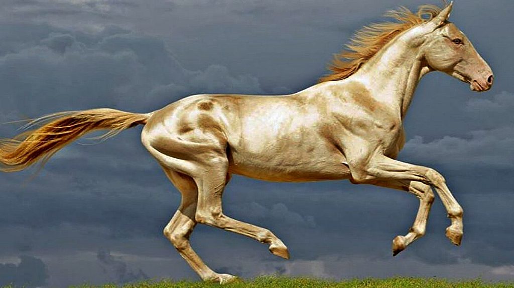 most beautiful horse in the world        
        <figure class=