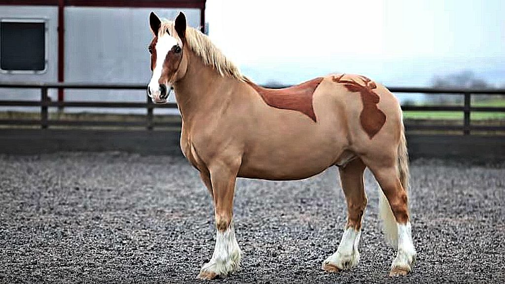 HorseClipping At Its Finest Barber Does An Incredible Job Horse Spirit