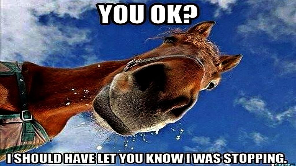 Five Funniest Horse Memes On Social Networks – Horse Spirit