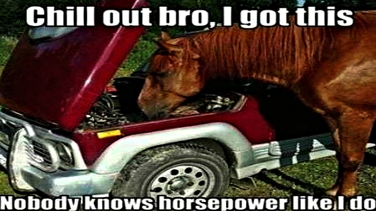 Five Funniest Horse Memes On Social Networks – Horse Spirit