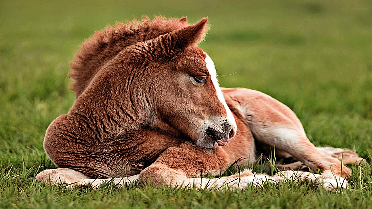 Seven Strange Sleeping Habits That Horses Have Horse Spirit,How To Make Pina Coladas With Malibu