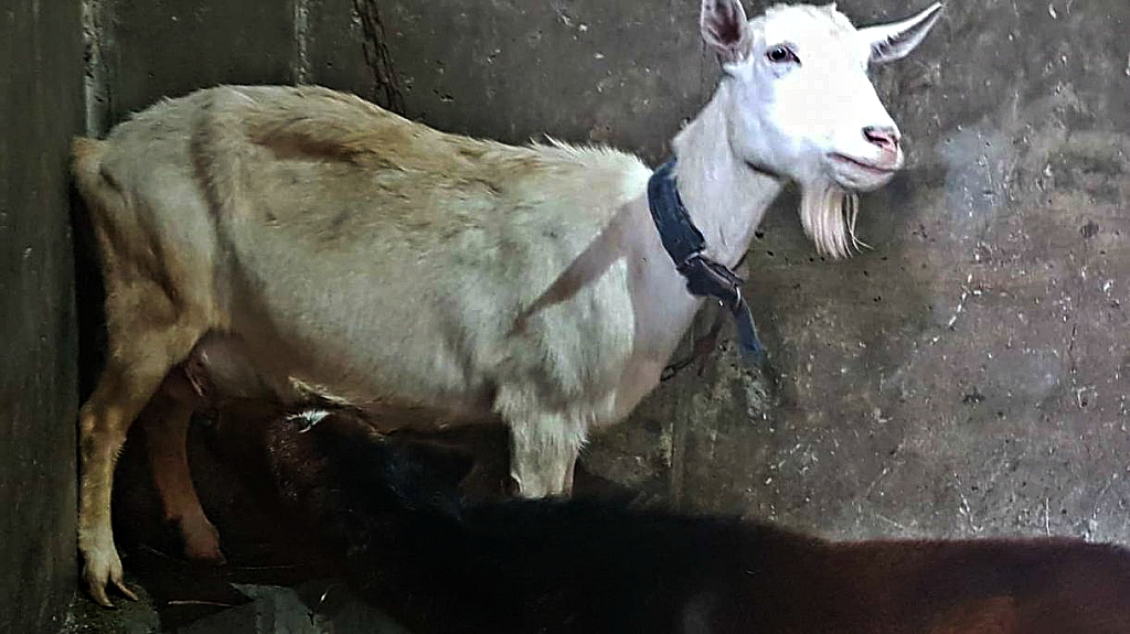 Nanny Goat Stepped In To Feed The Orphaned Foal – Horse Spirit