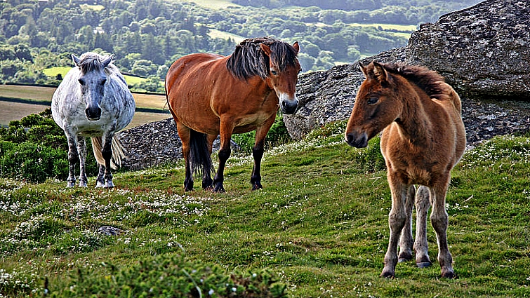 Wild Vs Domestic Horses- Behavioral Similarities – Horse Spirit