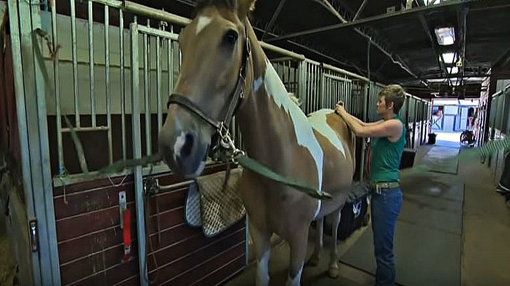 Veteran Uses A 2Inch Needle To Relieve Horse From Pain Horse Spirit