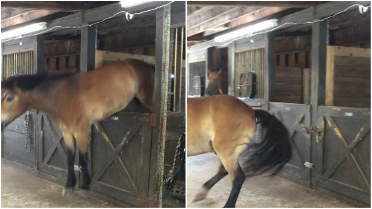 stall spirit