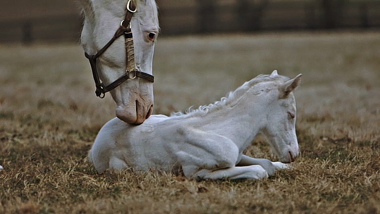 Pregnant Mare Gives Birth To Rare All White Foal Horse Spirit,What Is Frisee