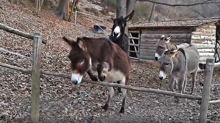 Two Donkeys Escape By Jumping Over The Fence But A Third One Finds A Different Way To Escape Horse Spirit