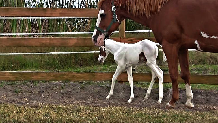 Rare Filly Takes Her First Steps In The Outside World – Horse Spirit