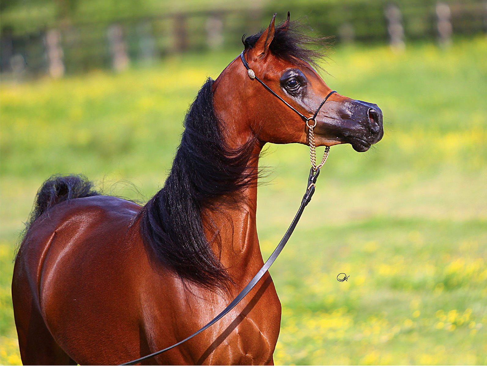 the-most-astonishing-horse-breeds-in-the-world-horse-spirit