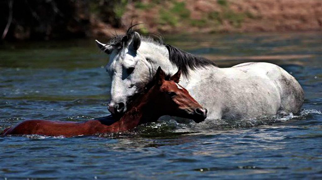 Baby Horse Nearly Drowns In The River Until Wild Stallion Comes To Help