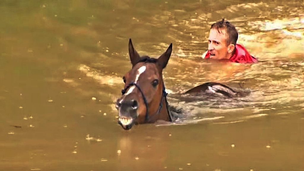 Amazing Rescuers Saved Horses From Dangerous Flooding – Horse Spirit