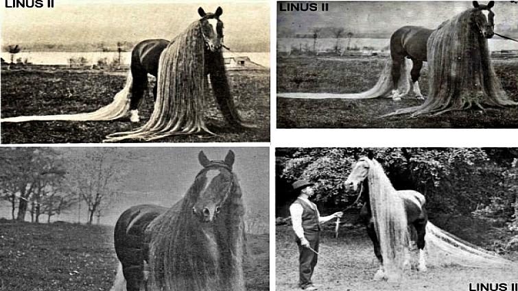 One Of The World S Most Beautiful Horse Breeds With Extremely Long