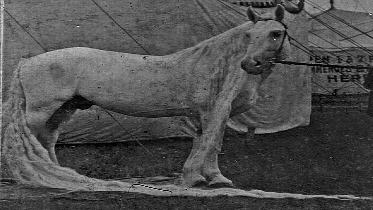 One Of The World S Most Beautiful Horse Breeds With Extremely Long