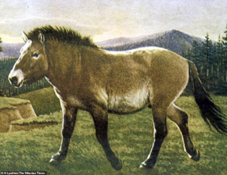 Scientist Discover A Preserved 40,000YearOld Horse Horse Spirit