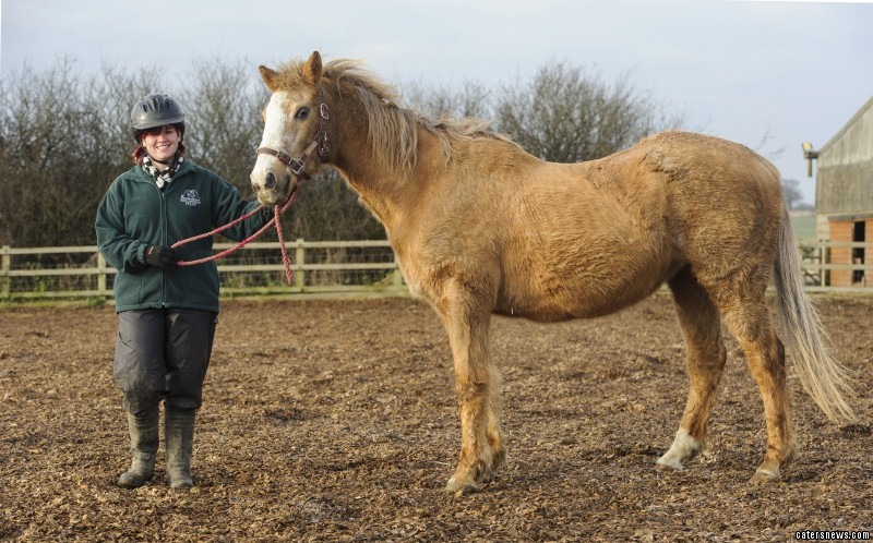 What Is The Oldest Age A Horse Has Lived