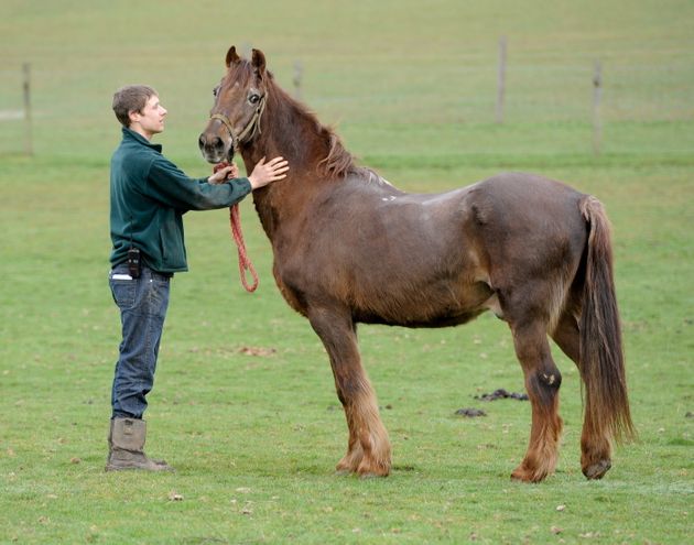 What Is The Oldest Living Horse