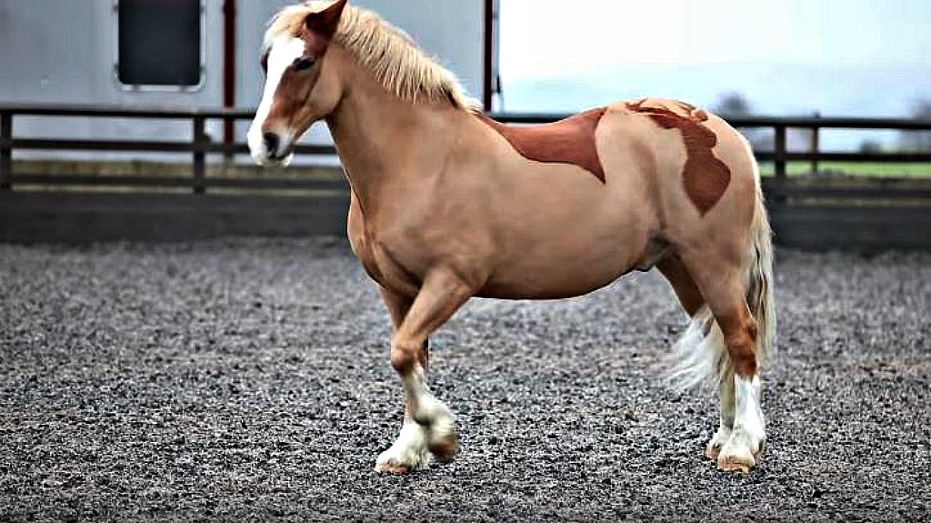 Horse Barber Creates Artwork In Horses’ Bodies Horse Spirit