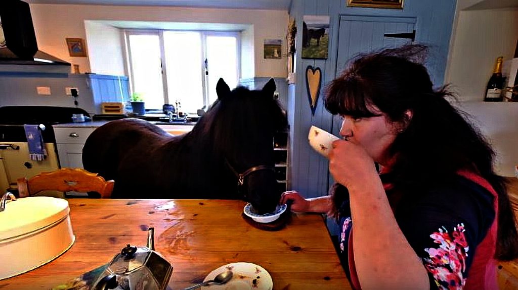 Shetland Pony Loves Drinking Tea In The Owner’s Kitchen – Horse Spirit
