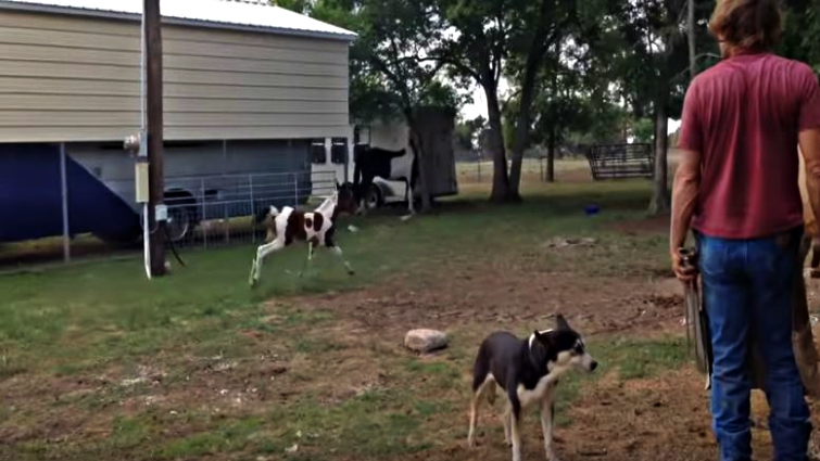 Little Foal Meets A Baby Zebra For The First Time And She Couldn’t