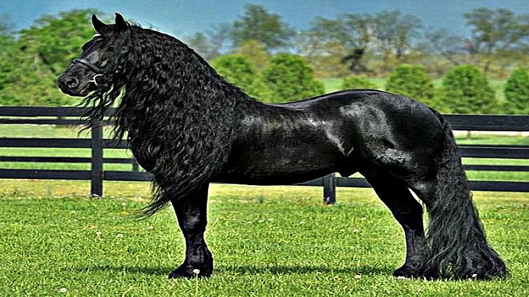 Handsome Horse Has The Most Beautiful Hair In The World – Horse Spirit