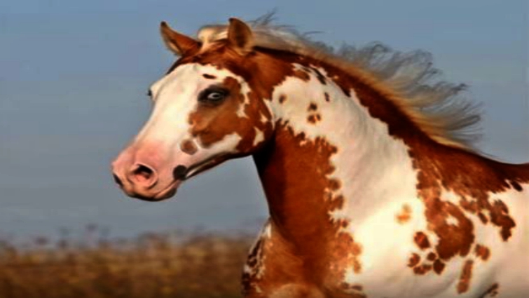 These Astonishing Images Of Paint Horses Show Why They Are Of The