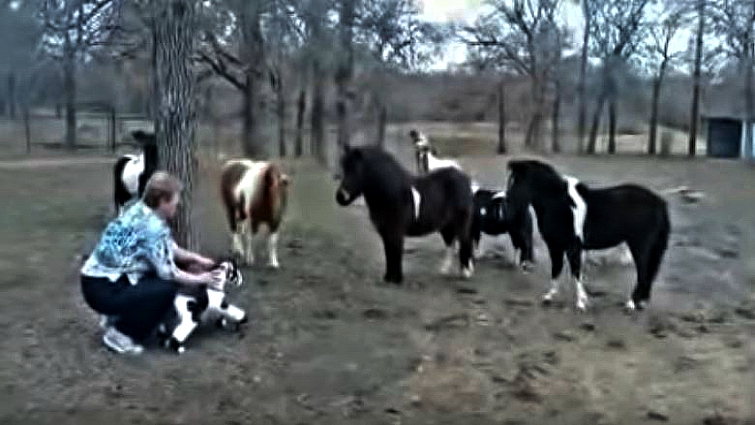 miniature toy horses