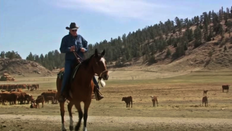 Old Horseman Fully Dedicates His Life To Wild Mustangs’ – Horse Spirit