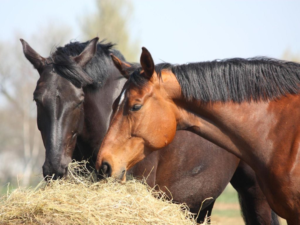 Inside The Minds Of Horses: 9 Incredible Revelations About The Way