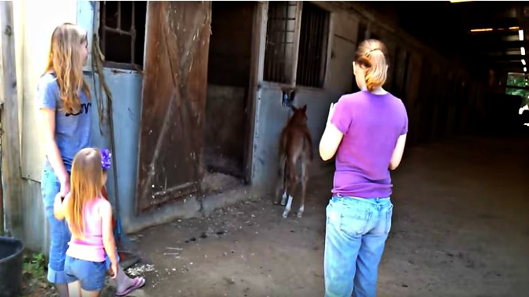 Protective Mare Runs To Precious Foal After Hearing Her Cry Horse Spirit