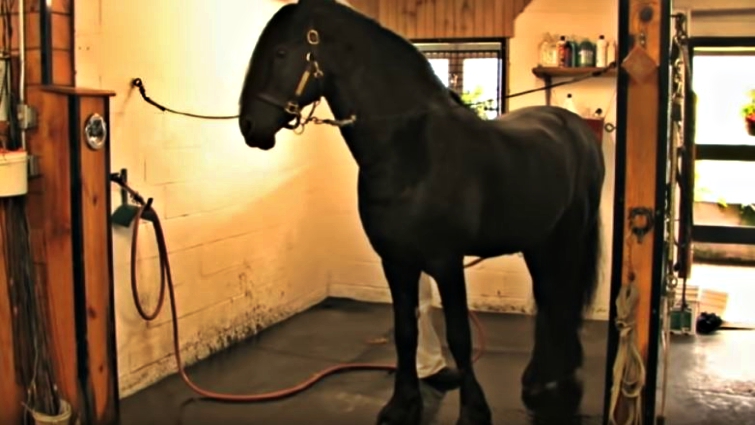 Iron Spring Farm Introduces Interesting Grooming Techniques For Friesians Horse Spirit