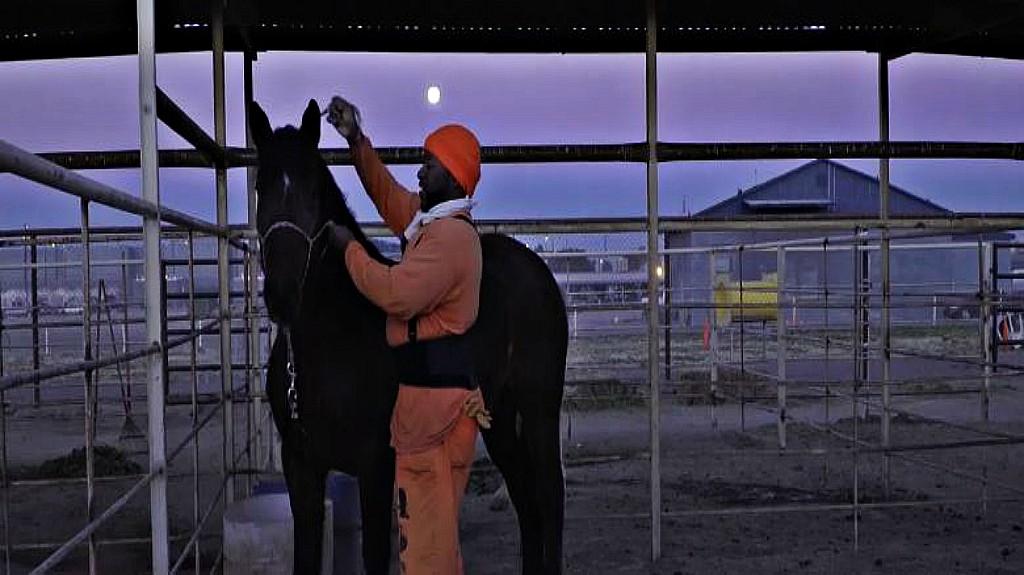 Prison Inmates Teach Wild Horses How To Be Gentle Horse Spirit