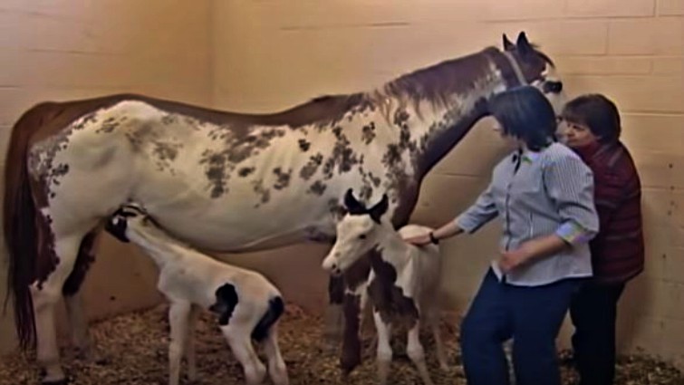 Old Mare Gives Birth To Unique Rare Twin Foals – Horse Spirit