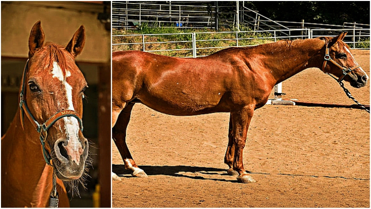 6 Horses That Have Lived A Very Long Life Horse Spirit