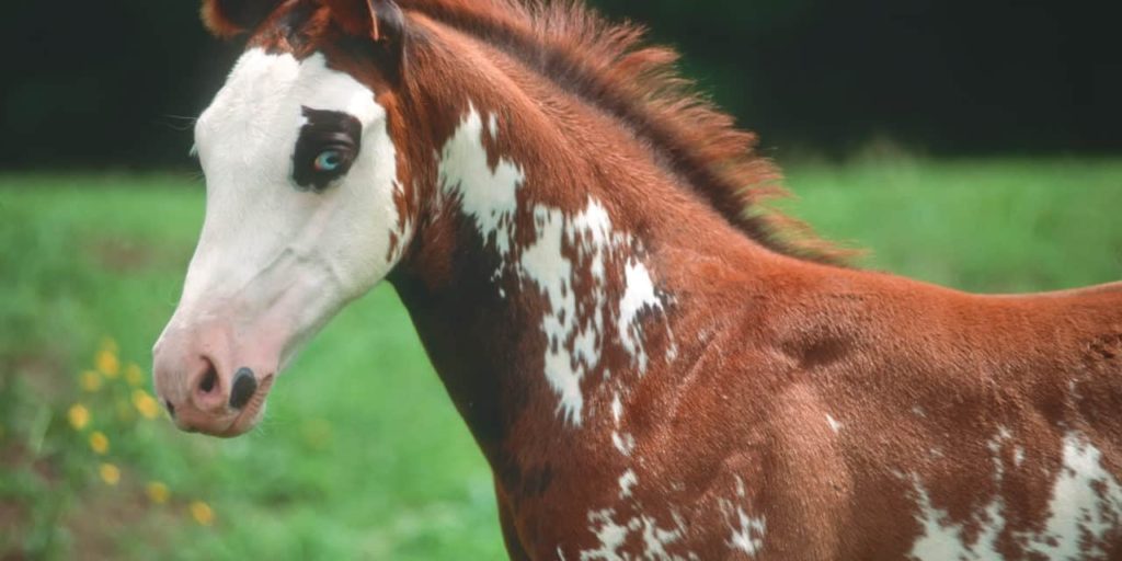 From Appaloosa To Paint Horse: Meet The Perfect Horse Breeds For ...