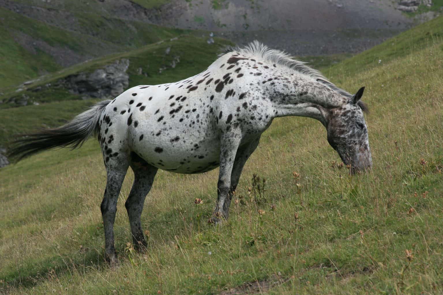 From Appaloosa To Paint Horse Meet The Perfect Horse Breeds For