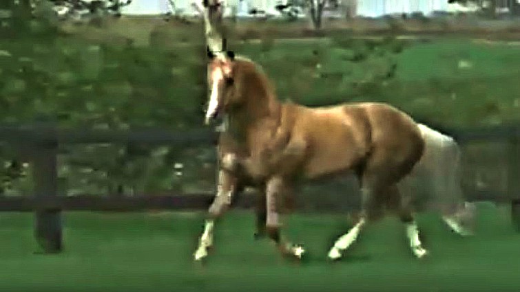 Meet Bueno Starlight One Of The Most Beautiful Palomino Horses Around Horse Spirit