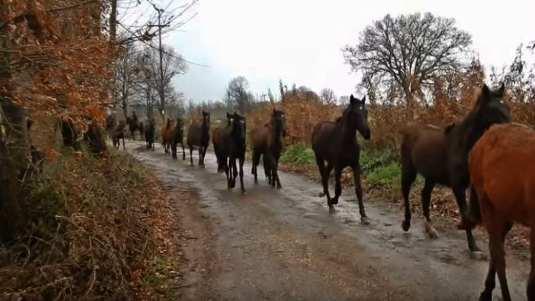 Horses Walk Together Showing Off Their Majesty And Unique Hooves Sound ...